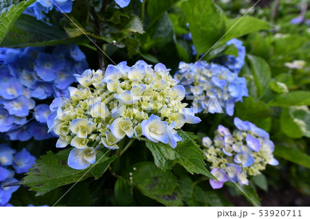 紫陽花 紫陽花 53920711