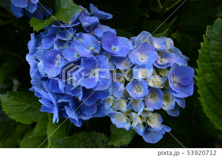 紫陽花 紫陽花 53920712