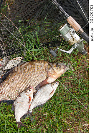 Big freshwater common bream and white bream or 53920735