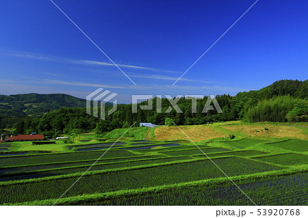 一関市　新緑の山吹の棚田 53920768