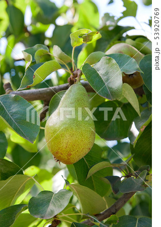 Shiny delicious pears hanging from a tree branch 53920769