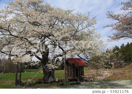 七ツ田の弘法桜 53921176