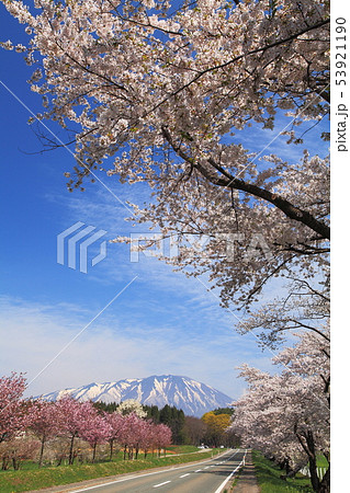 小岩井農場の桜並木 小岩井農場の桜並木 53921190