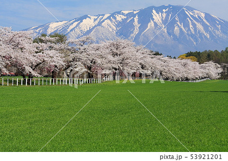 小岩井農場の桜並木 53921201