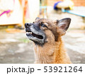 Portrait of young crossbreed dog,Look at something 53921264