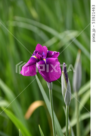 菖蒲 53921463