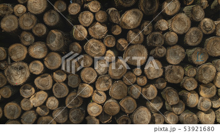 Felled timber stacked up. Tree forestry Felled timber stacked up. Tree forestry 53921680