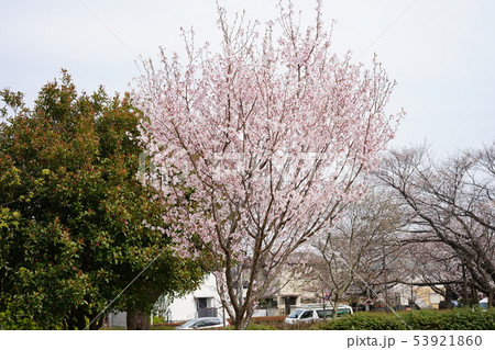八分咲きの桜 八分咲きの桜 53921860
