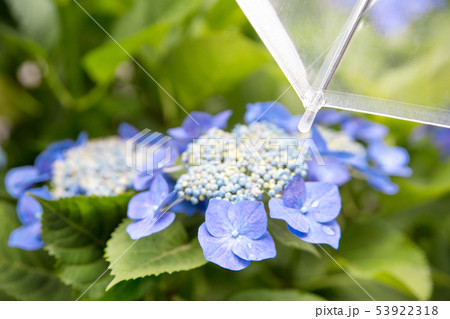 傘とアジサイ、梅雨、紫陽花 53922318