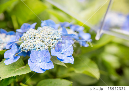 傘とアジサイ、梅雨、紫陽花 53922321