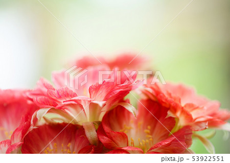 Closeup beautiful red Lobivia cactus flower Closeup beautiful red Lobivia cactus flower 53922551
