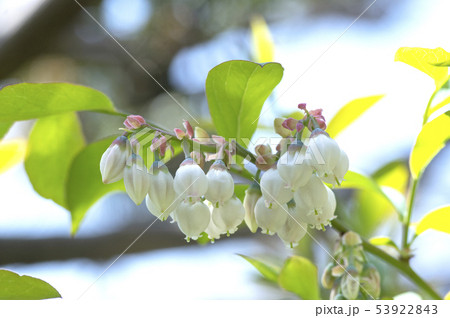 ブルーベリーの花 ブルーベリーの花 53922843