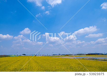 小麦畑と青空【埼玉県上里町】 小麦畑と青空【埼玉県上里町】 53923075