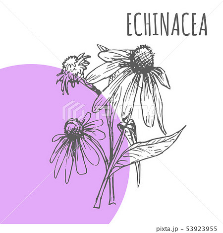 Echinacea vector sketch botanical herb plant Echinacea vector sketch botanical herb plant 53923955