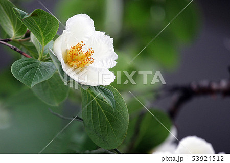 シャラノキ 沙羅 夏椿 シャラノキ 沙羅 夏椿 53924512