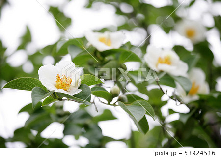 シャラノキ　沙羅　夏椿 53924516