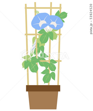 鉢植え青あさがお 花 つぼみ 葉 のイラスト素材