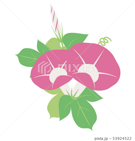 ピンクあさがお 花 つぼみ 葉 のイラスト素材
