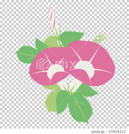 ピンクあさがお 花 つぼみ 葉 のイラスト素材 53924522 Pixta