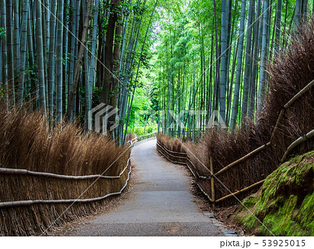 京都 嵯峨野 竹林の道 京都 嵯峨野 竹林の道 53925015