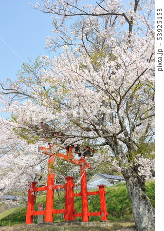 八幡宮のサクラ 53925153