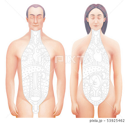 Vector illustarrion of sected hand drawn anatomy models 53925462