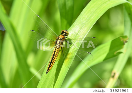 ハラビロトンボ♂未成熟 53925962