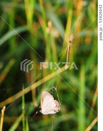pond spider catching a yellow brown moth butterfly 53926042