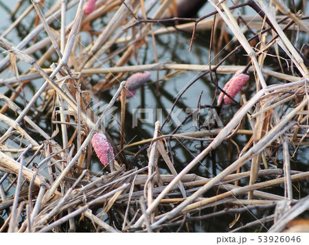 pastel color cherry pink snail eggs on brown grass pastel color cherry pink snail eggs on brown grass 53926046