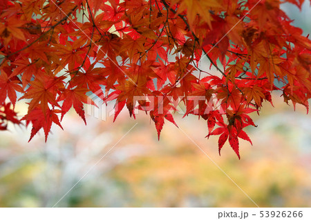 紅葉 錦秋 モミジ 紅葉 錦秋 モミジ 53926266