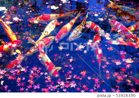 紅葉　錦秋　モミジ　錦鯉 53926390