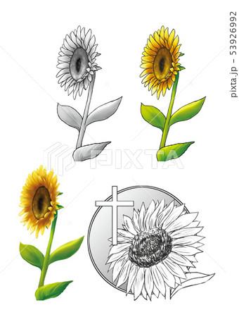 花10 53926992