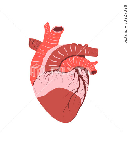 Healthy Heart Medical Anatomy Flat Icon Designのイラスト素材