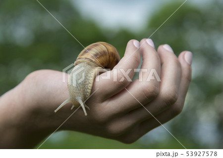 Snail on hand Snail on hand 53927578
