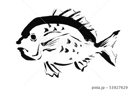 鯛 たい タイ 魚 鮮魚 海 白バック 白背景 手描き 手書き 筆書き 筆描きのイラスト素材