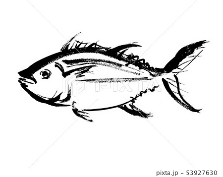 かつお カツオ 鰹 魚 鮮魚 白バック 白背景 手描き 手書き 筆書き 筆描き のイラスト素材