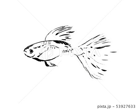 線画 白黒 モノクロ 魚 海 観賞魚 ダイビング アクアマリン 南の海 白バック のイラスト素材