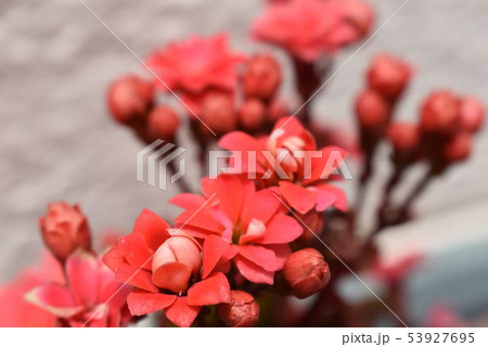 花 花 53927695