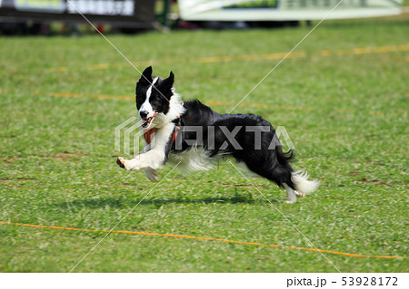 犬 狗 わんこ 53928172