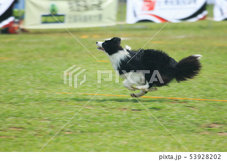 犬 狗 わんこ 53928202