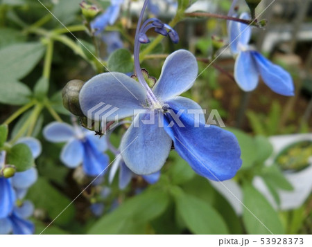 ブルーバタフライの花の写真素材