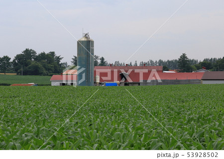 北海道　十勝地方　牧場のある風景 53928502