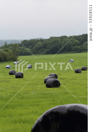 北海道 十勝地方 牧草ロールが転がる風景 北海道 十勝地方 牧草ロールが転がる風景 53928511
