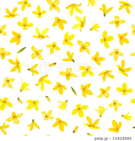 Golden Bell Seamless pattern, Forsythia suspensa, Golden Bell Seamless pattern, Forsythia suspensa, 53928984