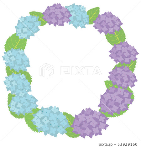 紫陽花フレーム 白背景 のイラスト素材