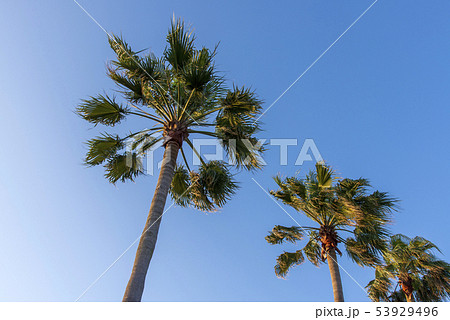 ヤシの木 53929496