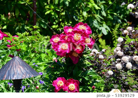 赤い牡丹の花 カナダ ビクトリアにての写真素材
