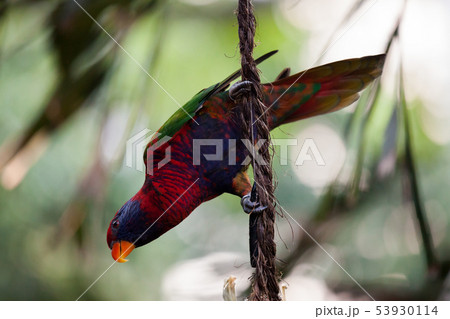 Beautiful lori parrot in aviary 53930114