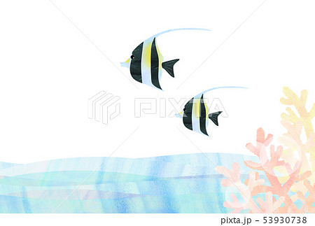 熱帯魚 ツノダシ 熱帯魚 ツノダシ 53930738