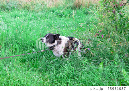 Black and white russian East European siberian Black and white russian East European siberian 53931087